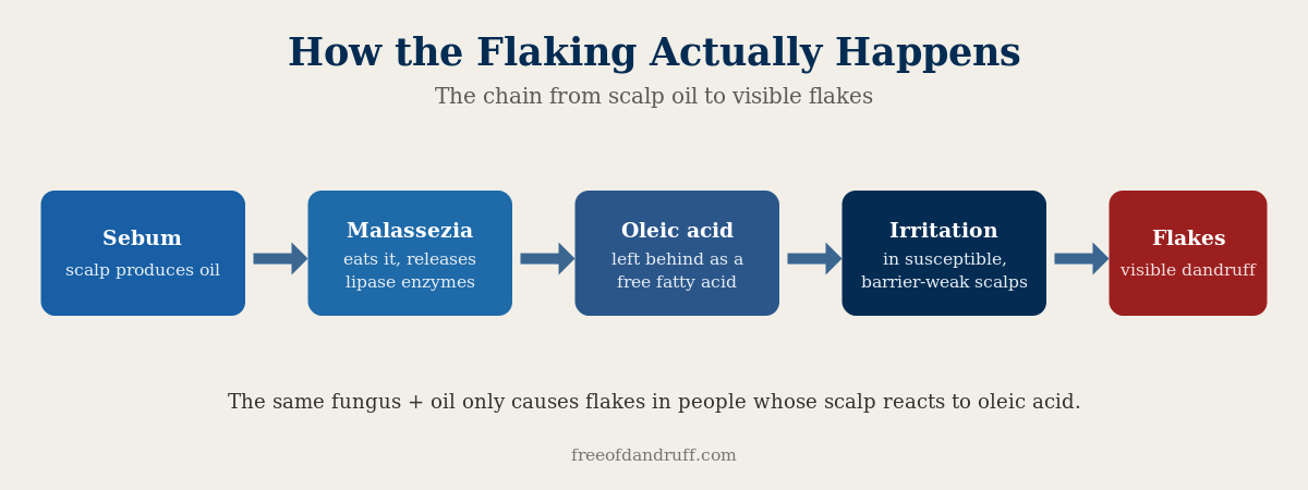 Flow diagram: sebum to Malassezia lipases to oleic acid to scalp irritation to flakes.